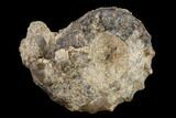 Fossil Ammonite (Mammites) - Goulmima, Morocco #119410-1